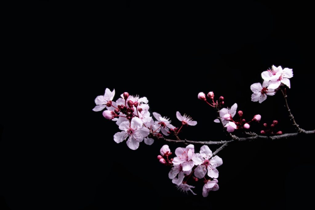 夜の桜の花